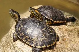 生物进化论中的一桩“悬案”？乌龟，科学家们的“噩梦”图片