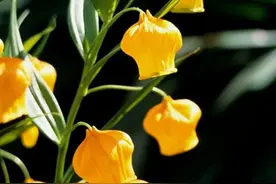 这3种花适合用“深盆”来种，枝繁叶茂开花多，根系强壮长得快图片