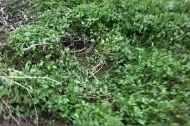 曹雪芹最爱的它们竟然一点也不怕冷图片