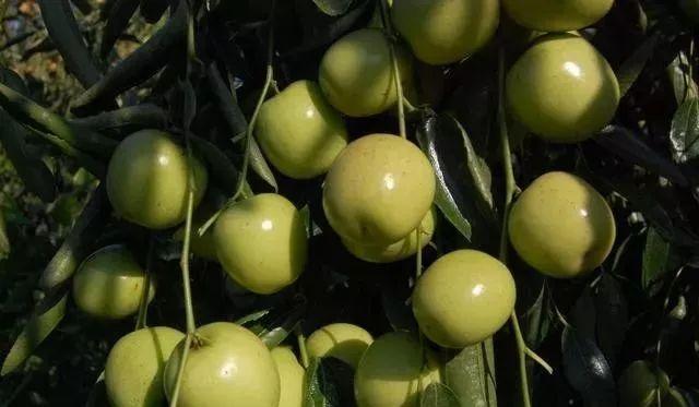 鑷繁灏辫兘閰嶅埗鍏ㄨ惀鍏绘皑鍩洪吀鍙堕潰鑲ワ紝浜ч噺鑳界炕鐣紝涓€瀛ｅ彧闇€鍠?閬? onerror=