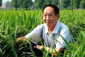 袁隆平科研团队在柴达木盆地盐碱地首次试种海水稻图片