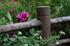 散文：心态好，一切皆好图片