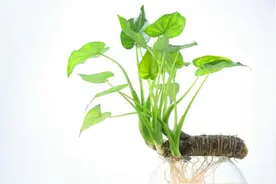 滴水观音的小秘密，当水分充足且保持湿润才可使它出现滴水哦图片