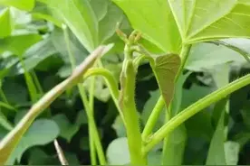 红薯专长苗不结薯？徒长红薯要打尖，翻秋红薯结满根图片