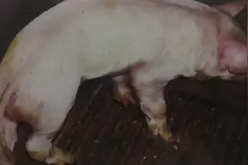 仔猪常见病之副猪嗜血杆菌病图片