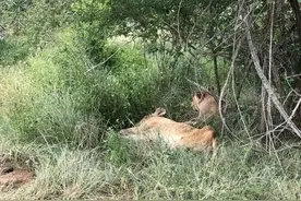 斯巴达狮群命悬一线图片