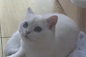 术后突发猫瘟 我的猫咪怎么了？图片