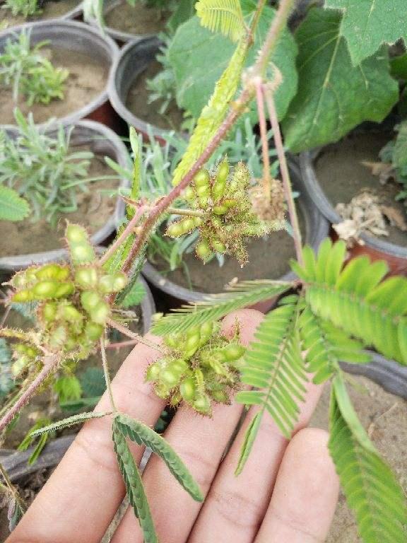 含羞草的作用与功效,含羞草是一种什么样的植物 - 趣测网
