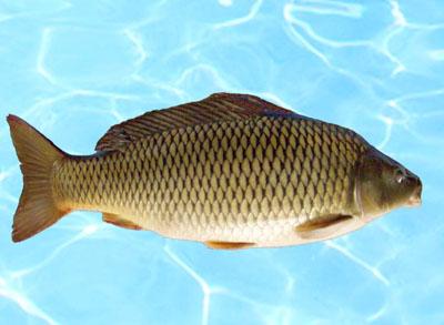 鲫鱼的种类有哪些，教你怎么区分各种鲫鱼