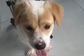 受伤的流浪犬小云获救助，你的后半生，让我们来守护图片