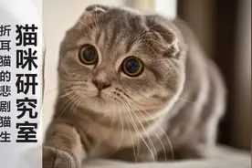 「折耳猫的悲剧猫生」2分钟了解折耳猫为什么不能养图片