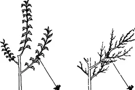 苹果树栽培技术｜苹果树夏季修剪常用方法及修剪反应图片