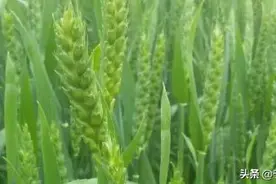 小麦全程需要浇几遍水？图片