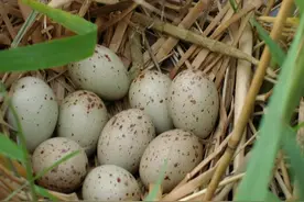 长雀斑是因为吃了麻雀蛋？教你怎么分辨雀斑，正确改善雀斑图片