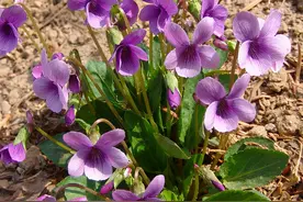 小时候常见到却叫不上名的植物，好看能吃，有的有毒，有的可入药图片