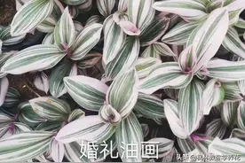 用“浅花盆”栽植“才能”正常“生长”的“十大”花卉品种图片
