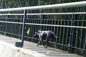 流浪狗妈妈无力饲养孩子，来回8趟将幼崽送到1公里外民宿求包养图片