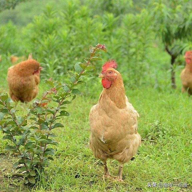 如何配制肉鸡各阶段日粮？
