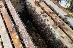 老家弟弟自己养纯天然蜂蜜有出售！图片