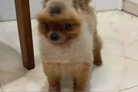 女子出差一个礼拜回家后，推开门愣在原地：哪里来的“松鼠”啊？图片