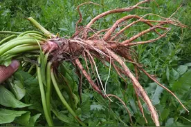 田地里的这种土大黄，长得像菠菜，​但它的价值要比菠菜要高得多图片