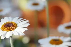 猴子or瘊子？原来是个疣！应对它建议用这2类方法图片