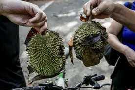 新加坡上百人周末登岛捡榴梿图片