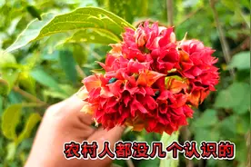 能开漂亮的花又能做药材的植物 你知道它是什么吗视频封面