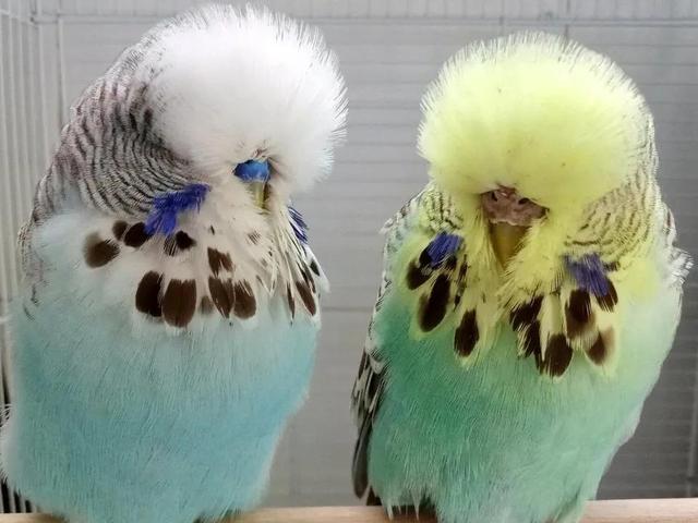 黄绿鱼鳞鹦鹉