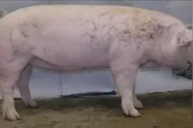 想养猪但不会选种母猪的你，记住这几点你选的母猪也不会很差图片