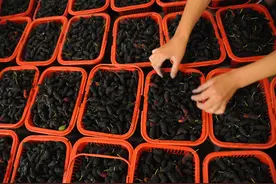 这里有一片百亩桑葚采摘园！游客采桑葚、吃桑葚，赏桑园美景图片