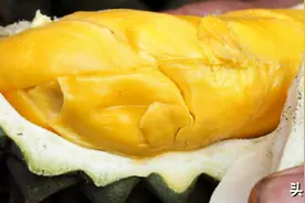 一份有气味的榴莲指南图片