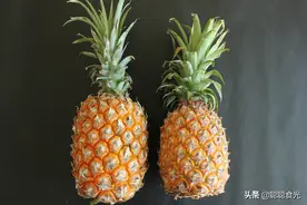 菠萝和凤梨是同一种水果吗？他们的区别究竟在哪里？看完你就懂了图片