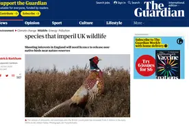 英国野鸡泛滥成灾，民众可以肆意举枪猎杀，马路上到处都是尸体图片