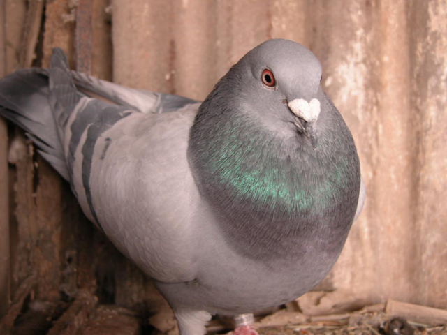 赛鸽小知识：赛后调理很重要，护理好延长赛龄不是问题