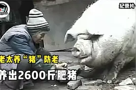 老太太养“猪”防老，养出2600斤的肥猪，出价2万都不卖！纪录片图片