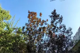 随手拍家门口的美景图片