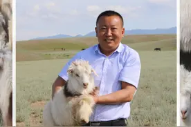 天上飞的是什么？鸟儿还是云朵？不！非常好吃的肉鸽图片