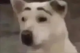 狗狗表情包Ⅲ｜可爱动图系列GIF图片