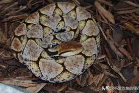 安徽省皖南地区，生物多样性丰富之地，蛇类占比全省最高图片