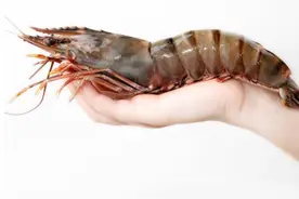 比亚洲鲤鱼还猛：跟手掌一样大的亚洲虎虾，美国人已经无计可施图片