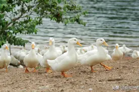 江鸭生活习性有哪些？图片