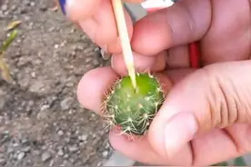 仙人球扎个洞，嫁接成一棵“树”，串串“糖葫芦”，开成小花树图片