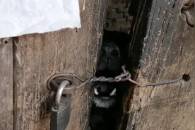 河北：老人离世，无人管的狗狗生下5只小狗，狗狗：我们还在守家图片