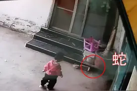 广东一男童出门遇眼镜蛇，还蹲下来和蛇对视，奶奶看到后连忙抱离图片