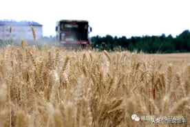 小麦什么时间收割比较好？注意晚点收割还减产图片