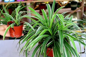 立秋后，3种花要及时“翻盆”，不然影响“生长”和开花图片