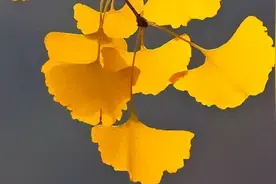 银杏叶虽好，请不要滥用图片