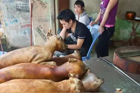 一年吃掉400万只狗，肉狗走私屡禁不止，越南人为何如此爱吃狗？图片