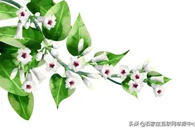 鸡屎藤能预防新冠病毒？谣言！图片